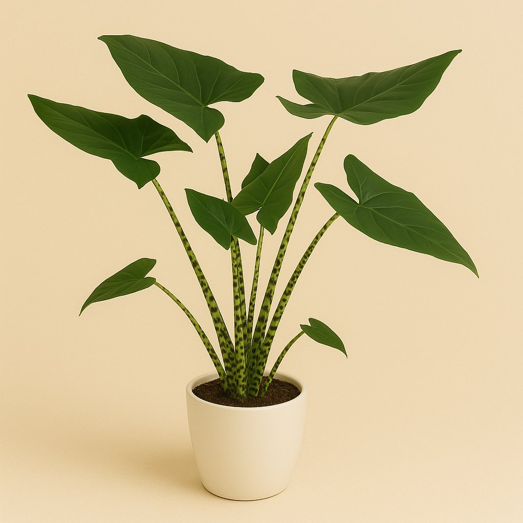 Alocasia Zebrina - 120cm
