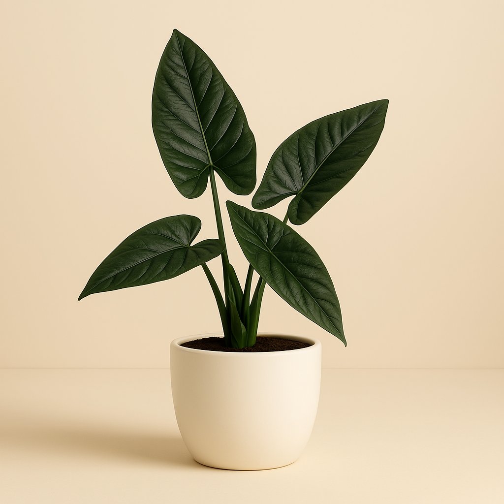 Alocasia Scalprum - 30cm