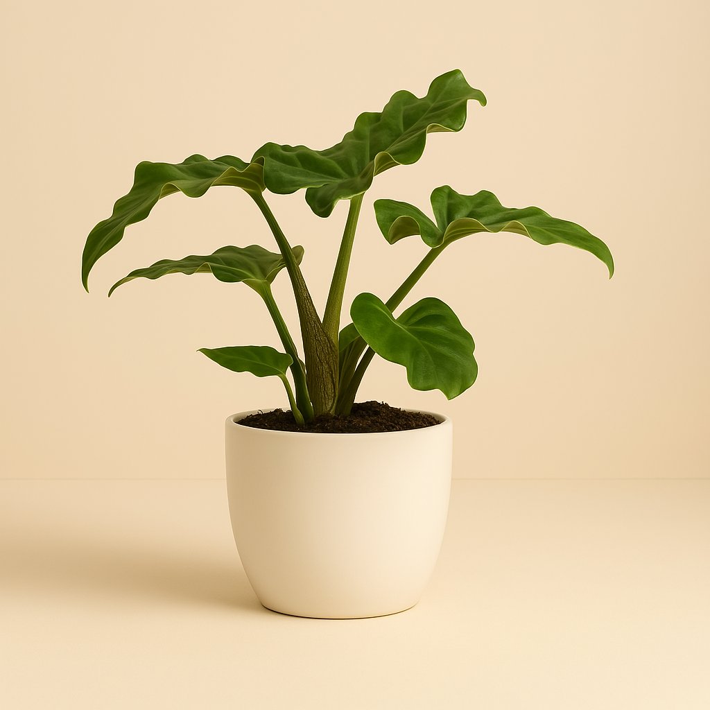 Alocasia Low Rider - 30cm