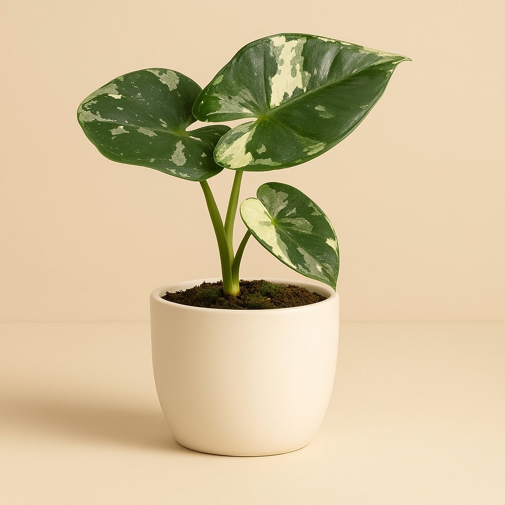 Alocasia Micholitziana Frydek - 15cm