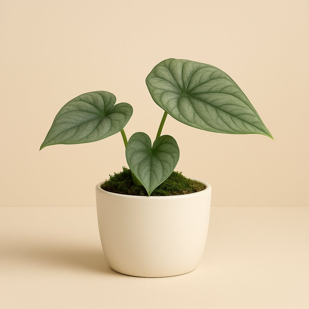 Alocasia Bisma Silver - 15cm