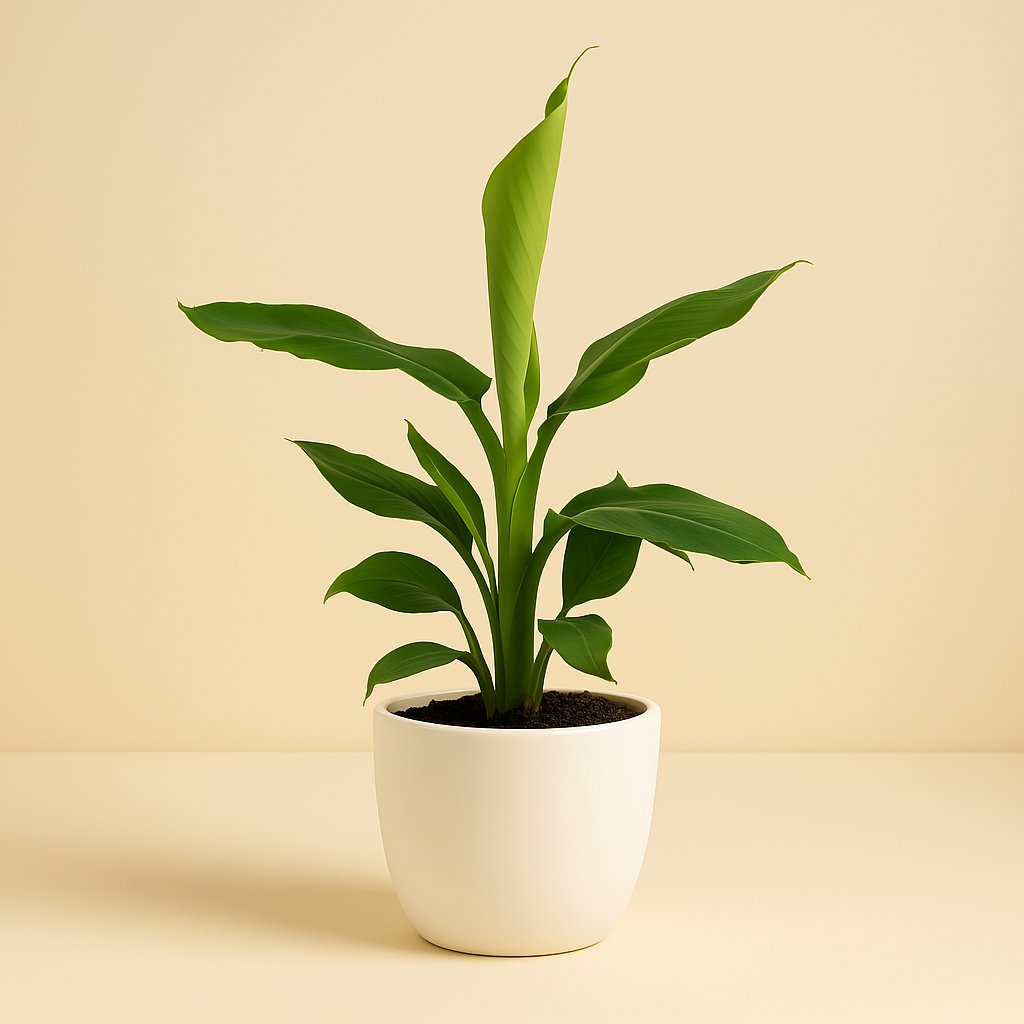 Musa Tropicana - 38cm