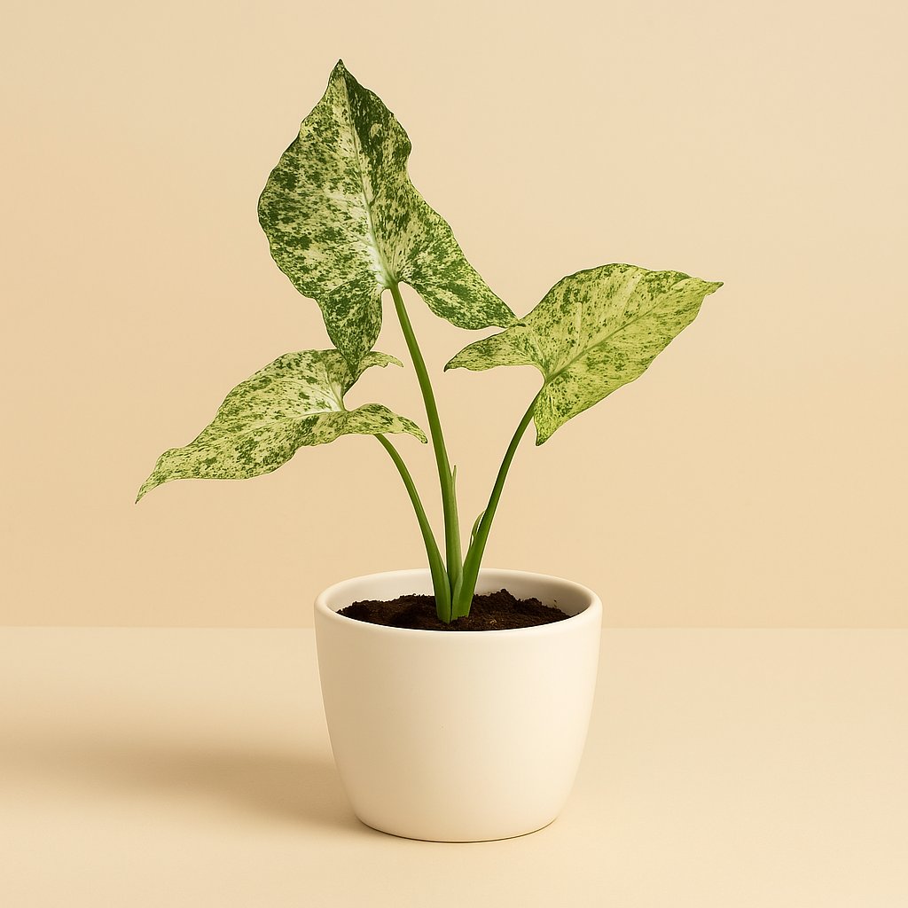 Syngonium Mottled - 15cm