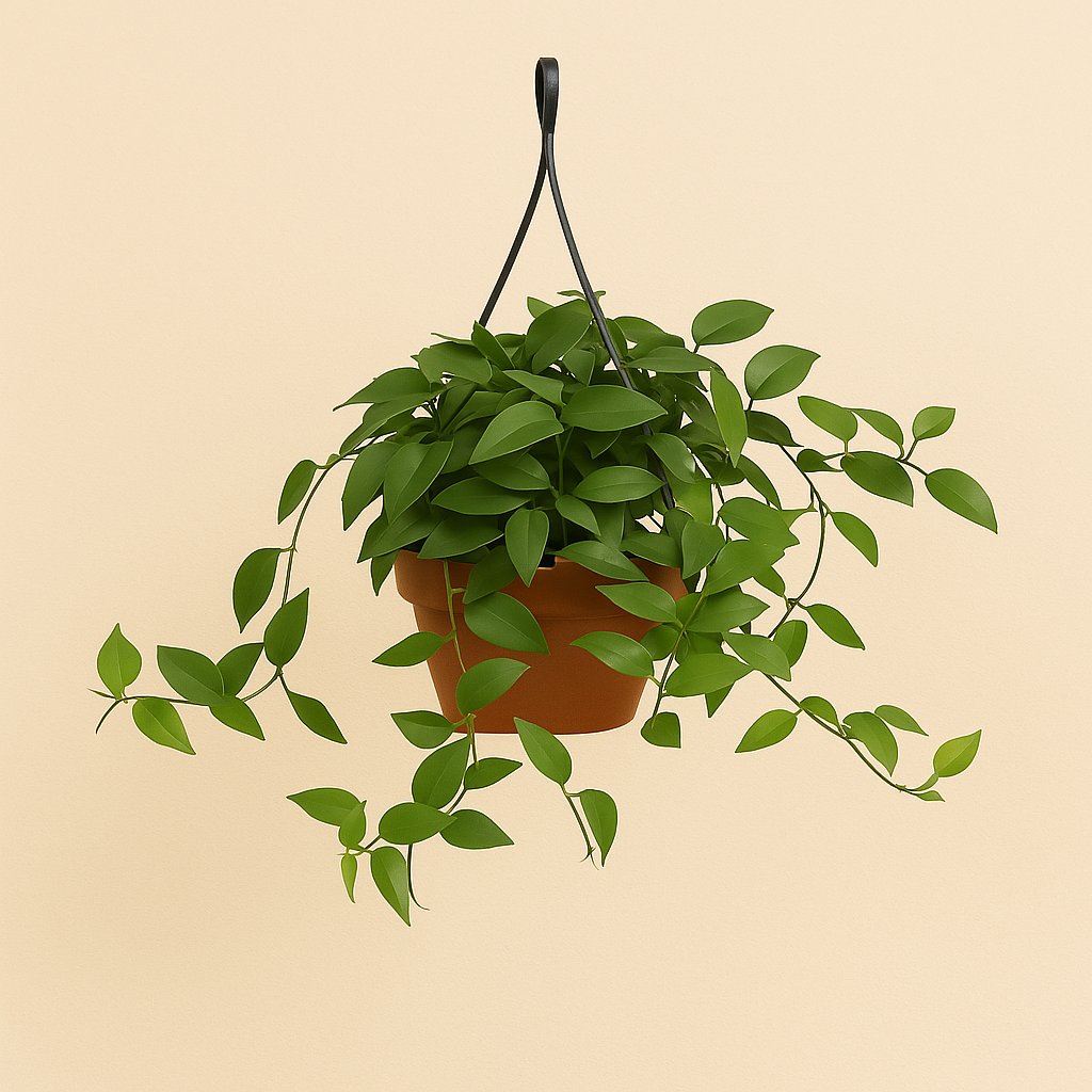 Hedera Helix Lingusta - Ø13cm