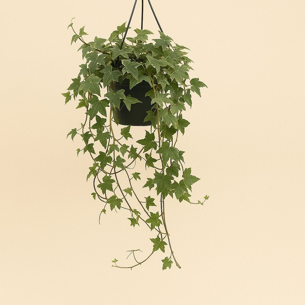 Hedera Helix Yellow - 30cm