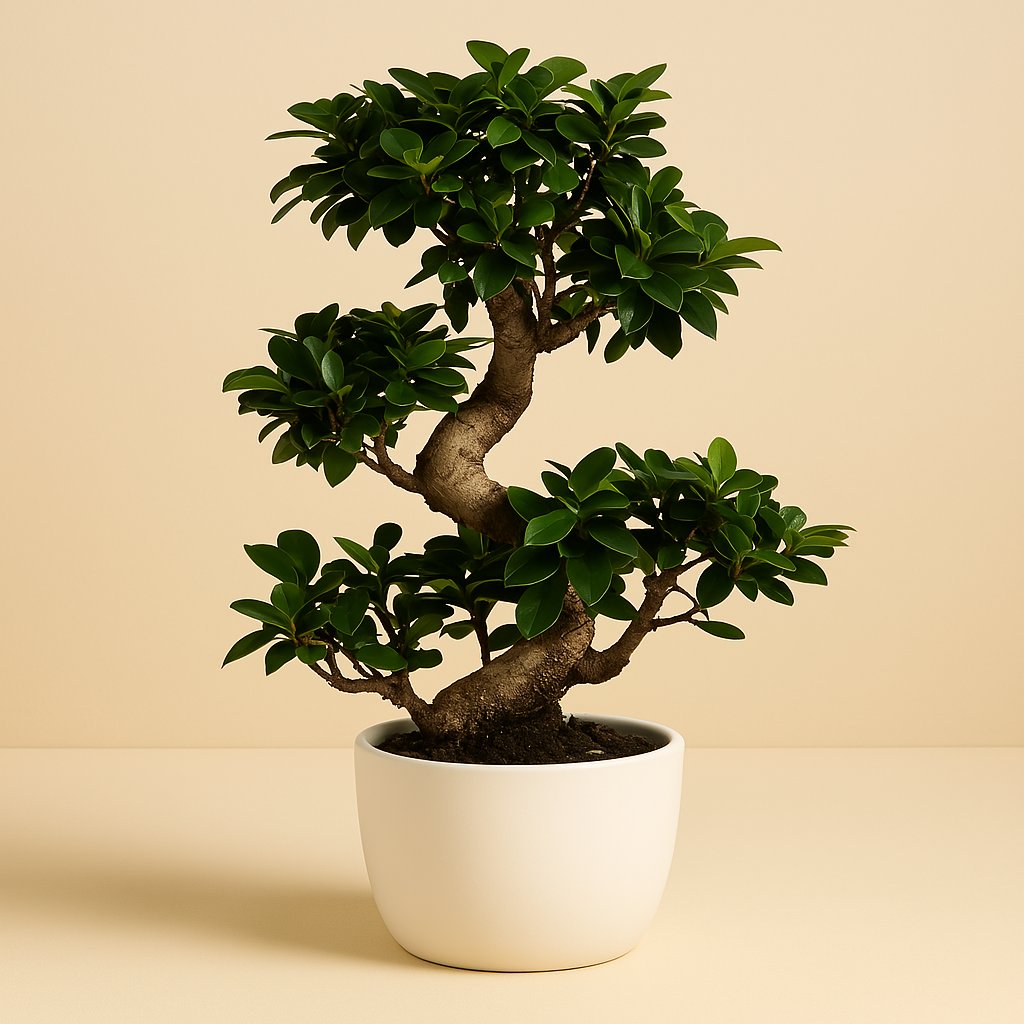 Ficus M. Ginseng - 70cm