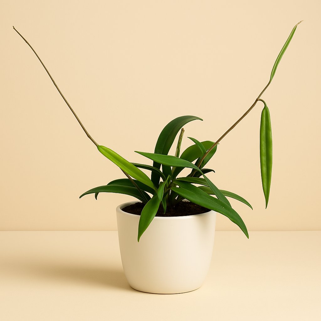 Hoya Minibelle - 10cm