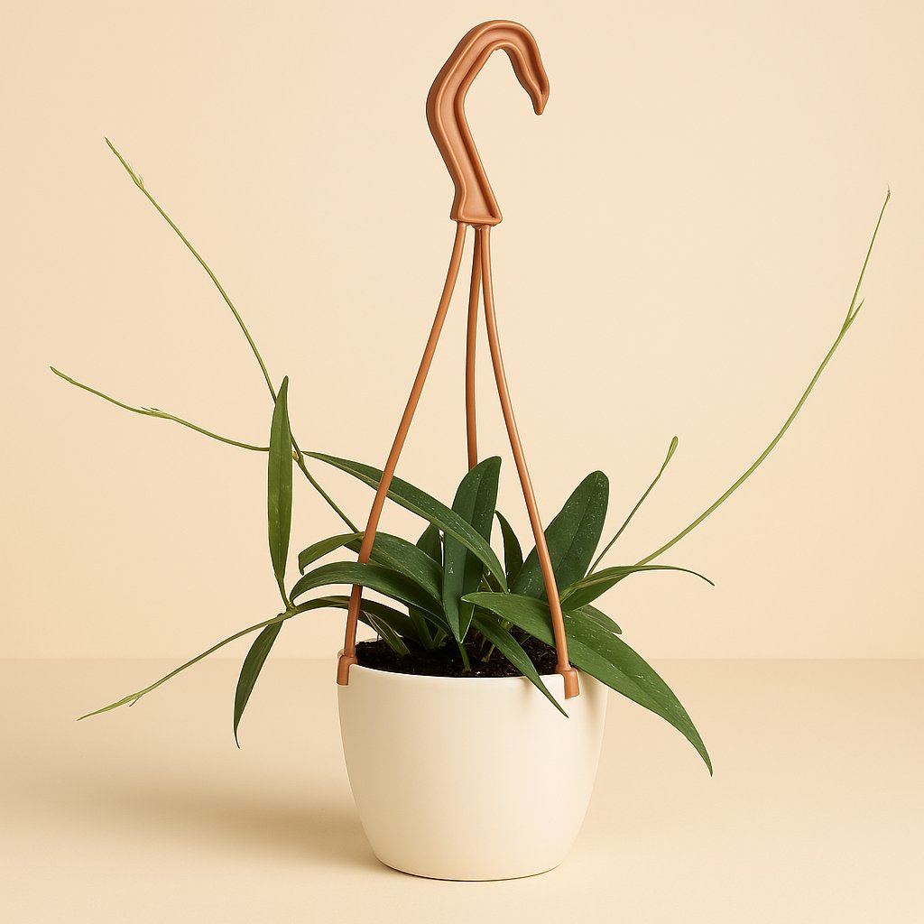 Hoya Minibelle - Ø10cm