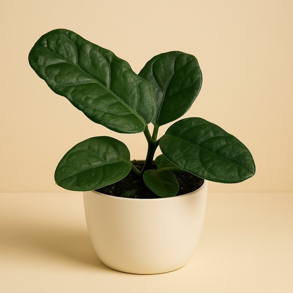 Hoya Villosa - Ø10,5cm