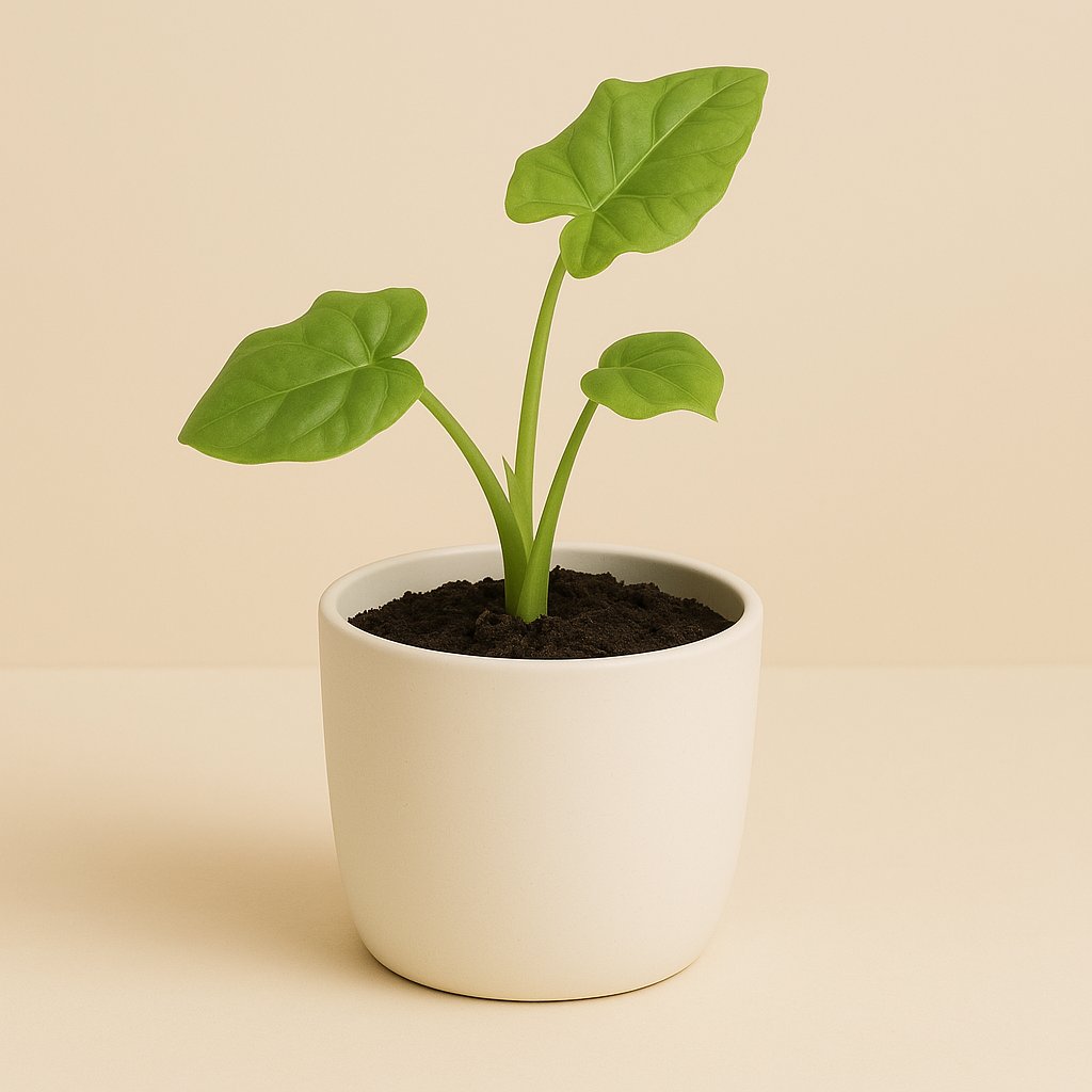 Syngonium Steyermarkii - 15cm