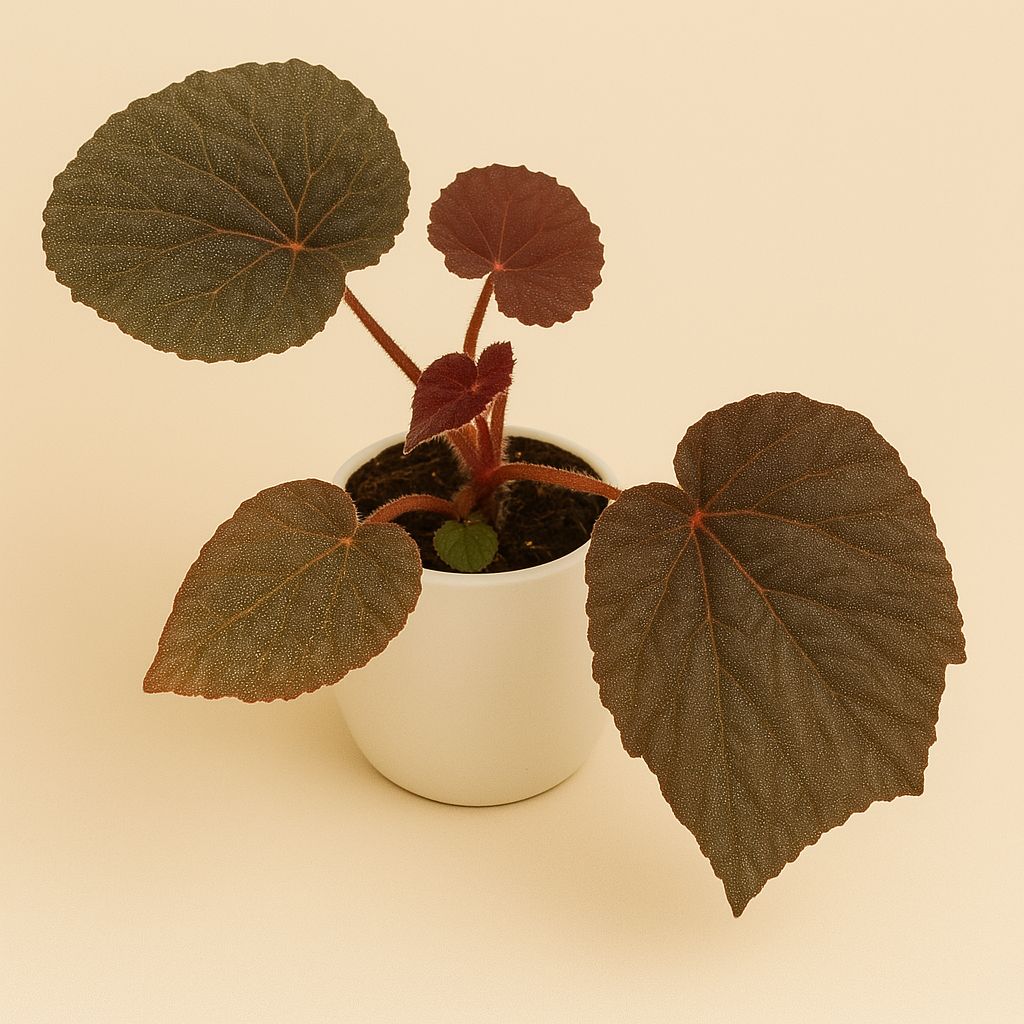 Begonia Taconite - 15cm