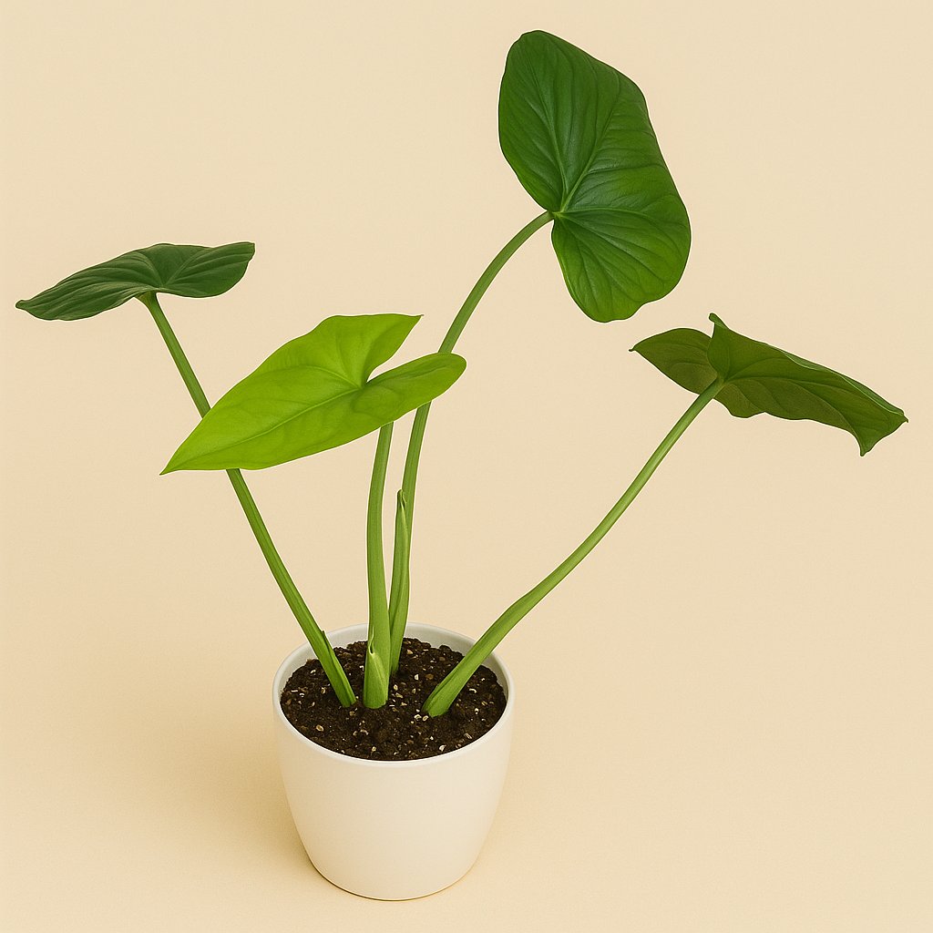Syngonium Chiapense - 40cm