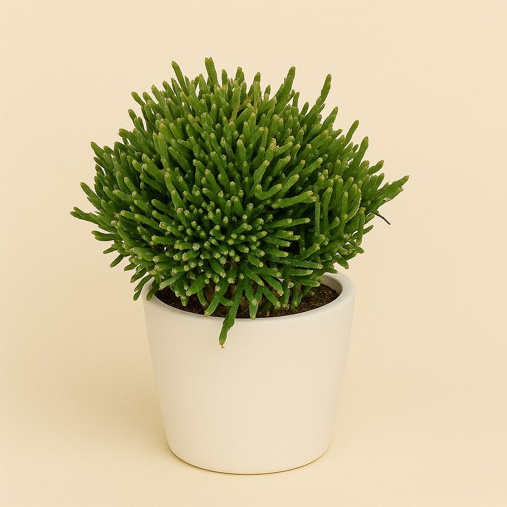 Rhipsalis Ewaldiana - 15cm
