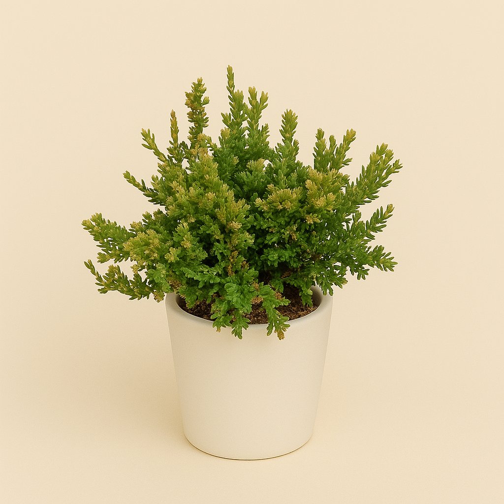 Rhipsalis Mesembryanthemoides - 15cm