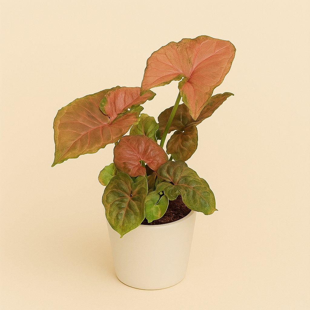 Syngonium Strawberry Ice - 22cm