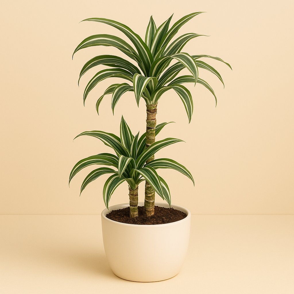 Dracaena Jade Jewel - 80cm