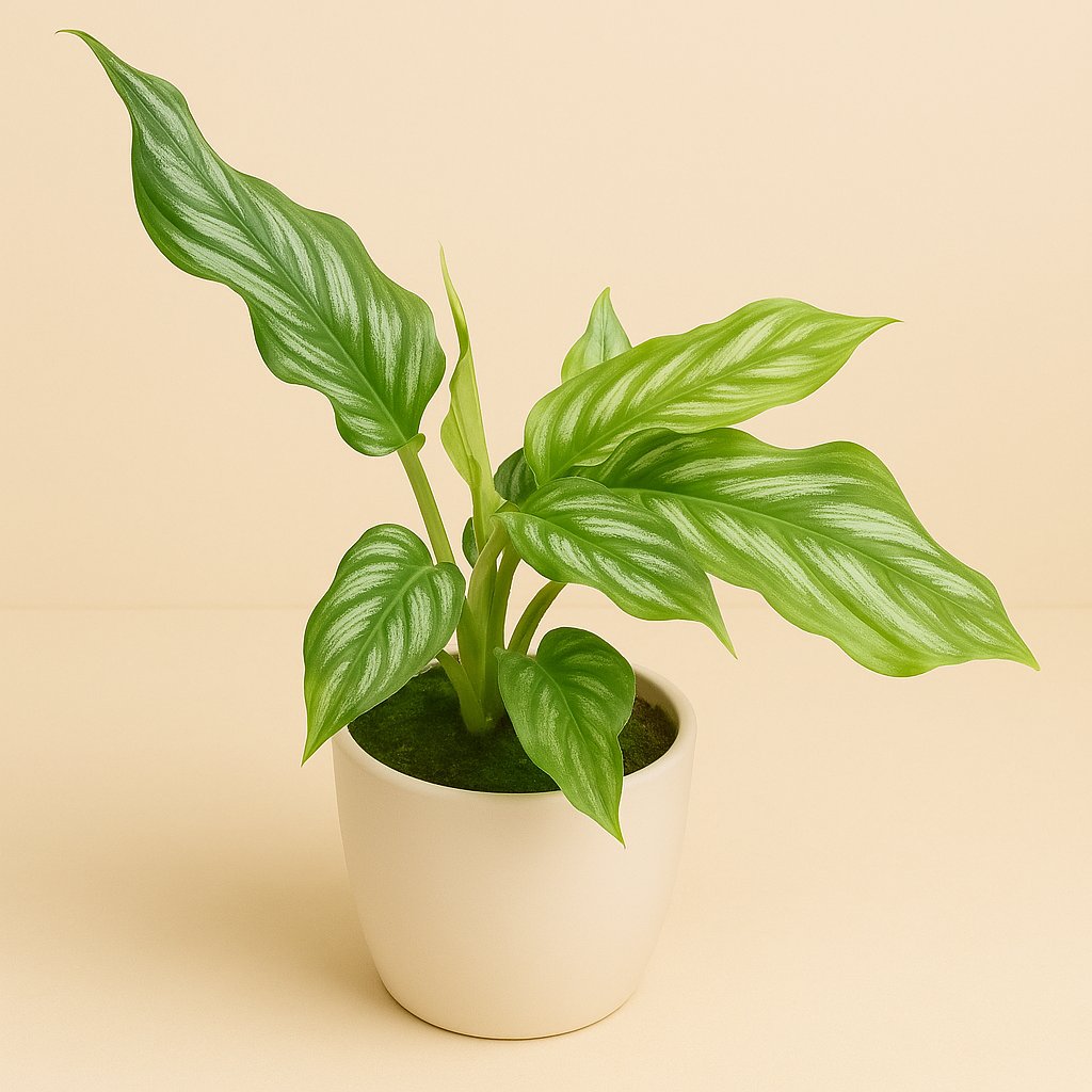 Homalomena Riau Sumatra - 15cm