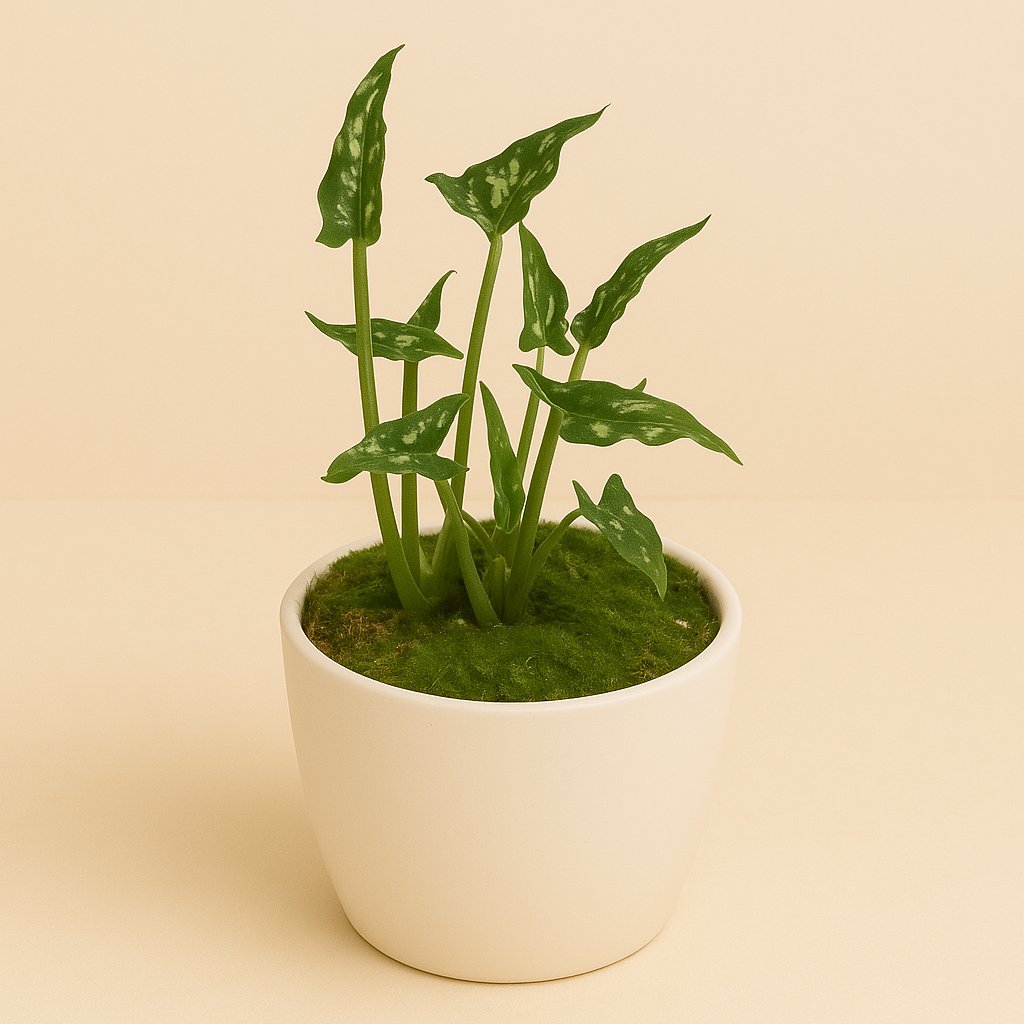 Syngonium Godzilla - 15cm