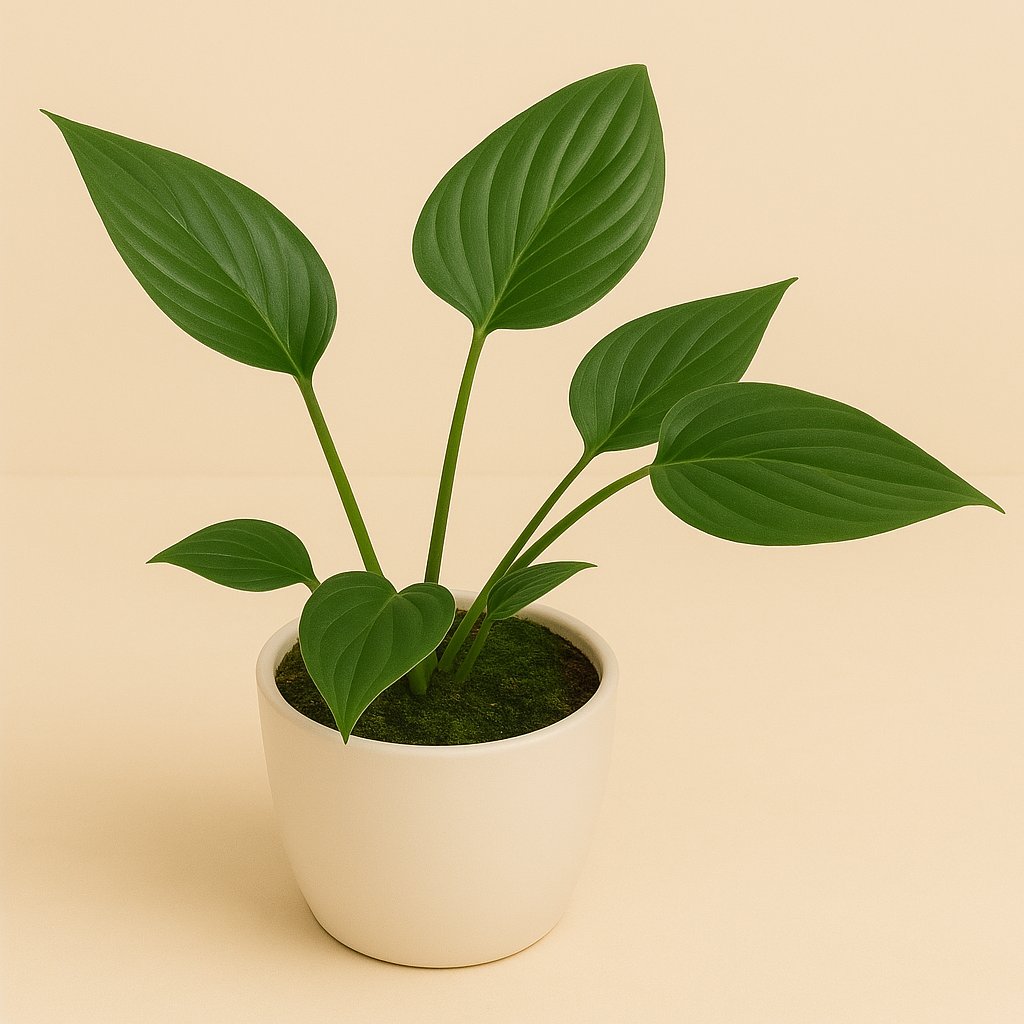 Homalomena Rubescens Black - 15cm