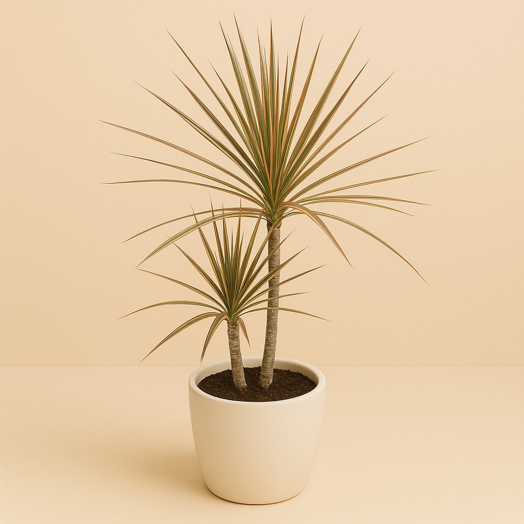 Dracaena Marginata Bicolor - 70cm