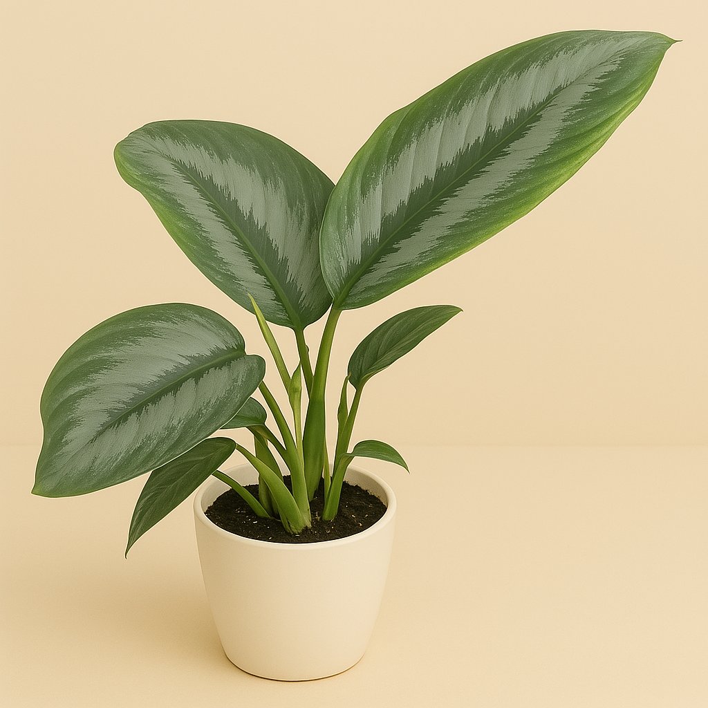 Schismatoglottis Silver Borneo - 25cm