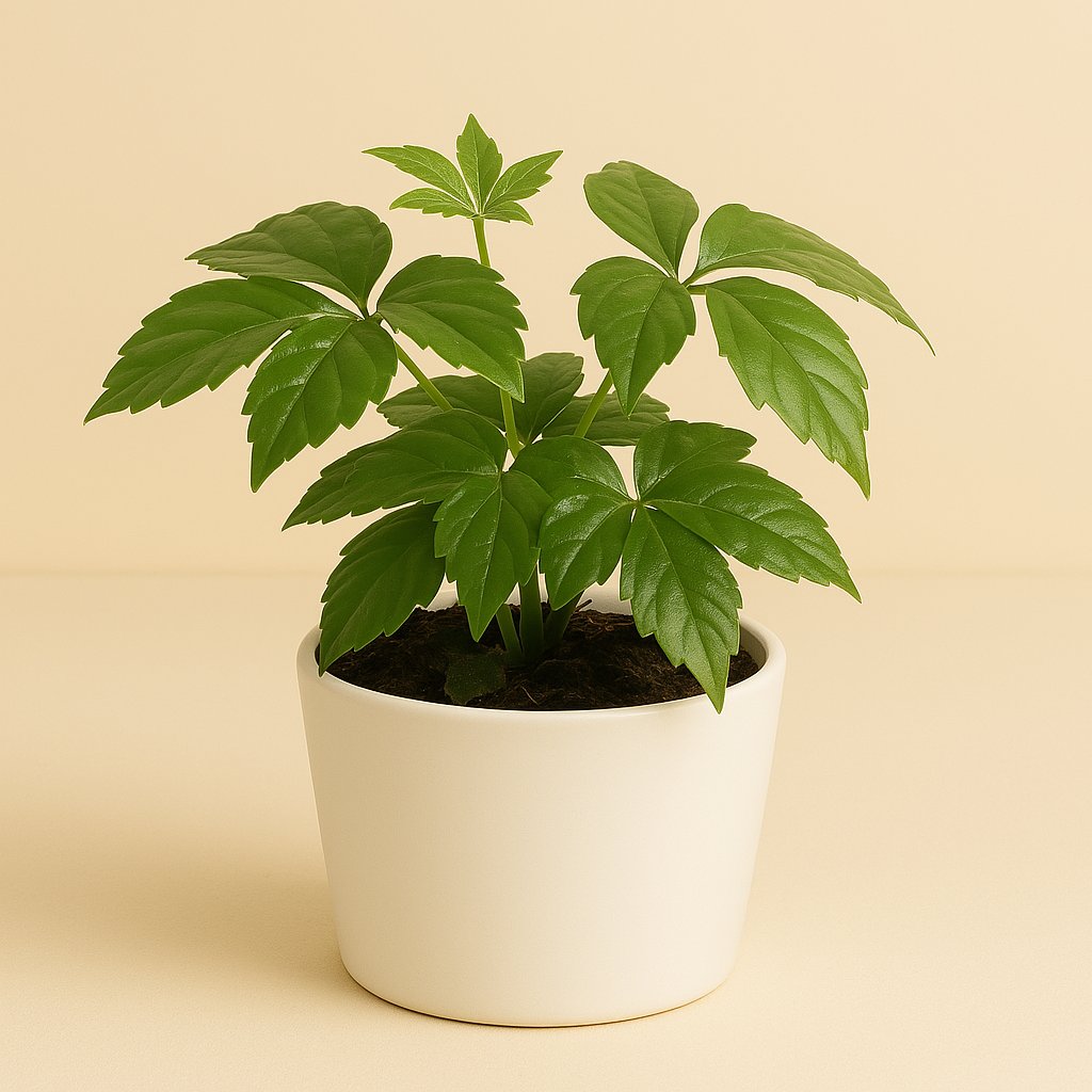 Fatsia Japonica - 22cm