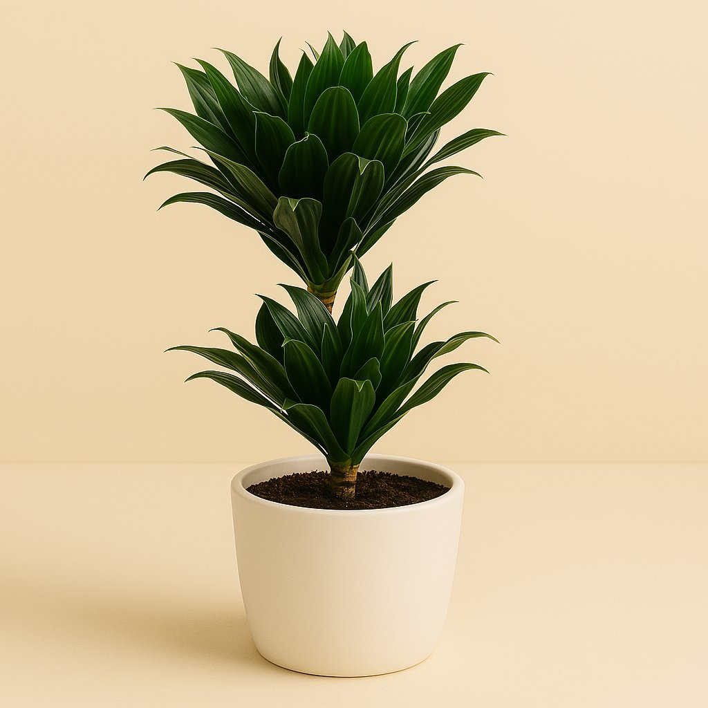 Dracaena Compacta - 55cm