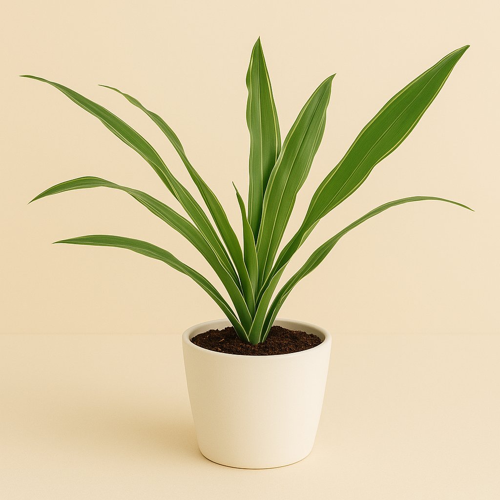Dracaena Warneckei - 40cm