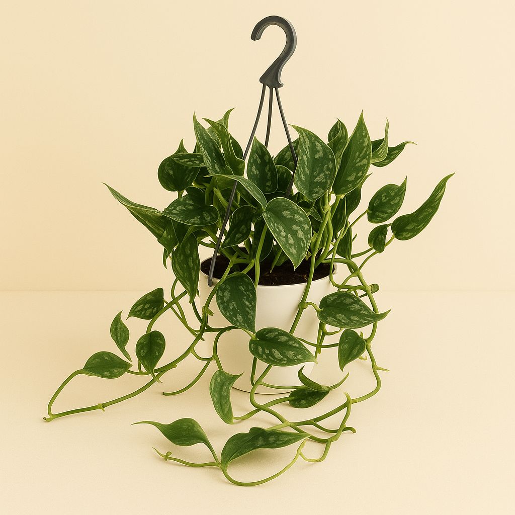 Epipremnum Pinnatum Aureum Shangri-La - 45cm