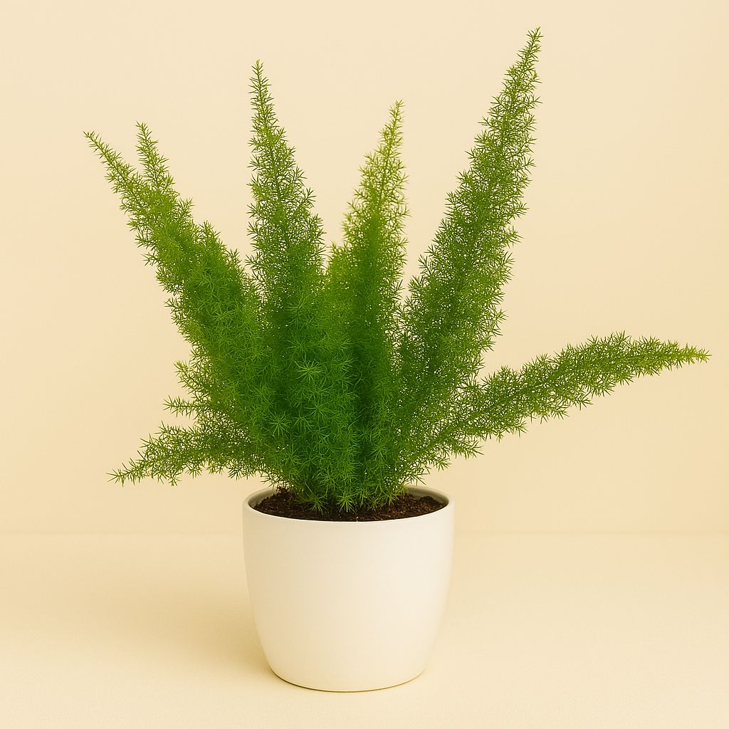 Asparagus D. Meyers - 50cm