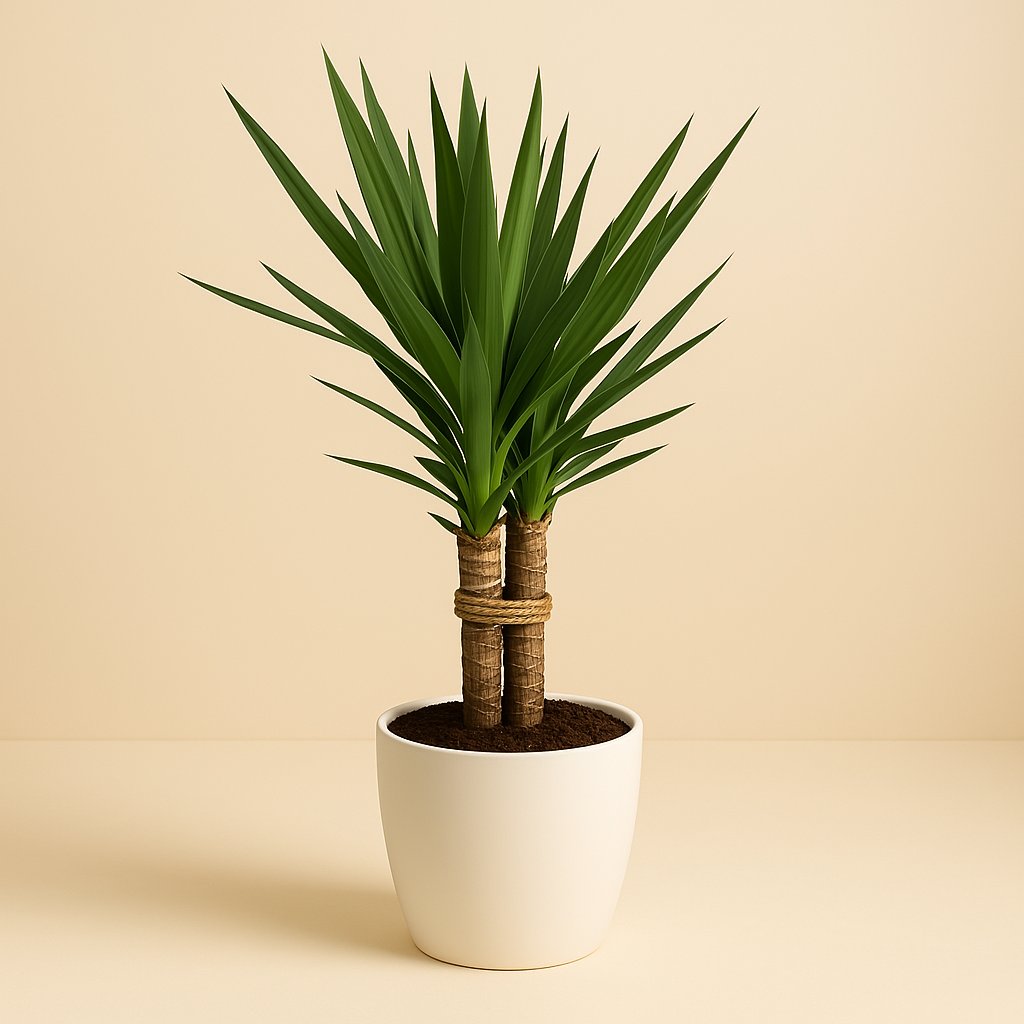 Yucca "Tres Cañas" - 120cm