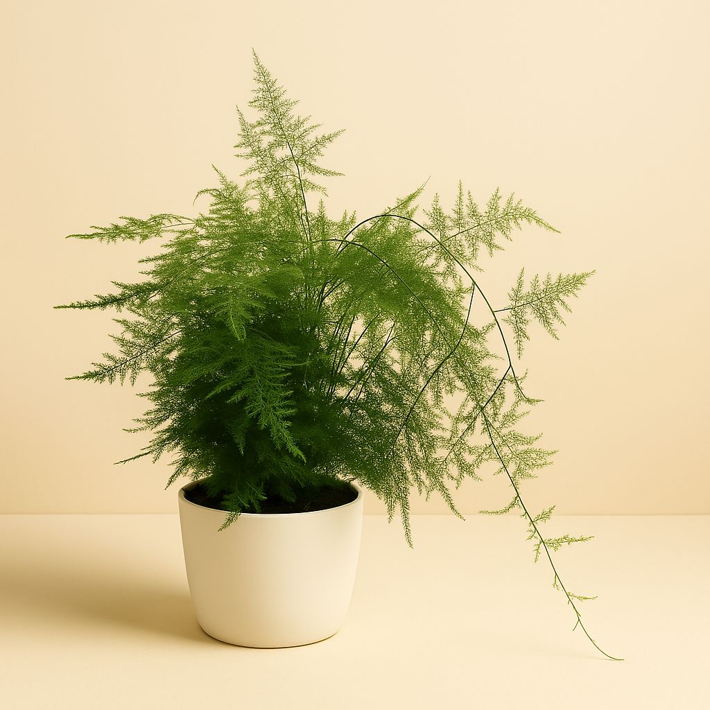 Asparagus Plumosus - 55cm