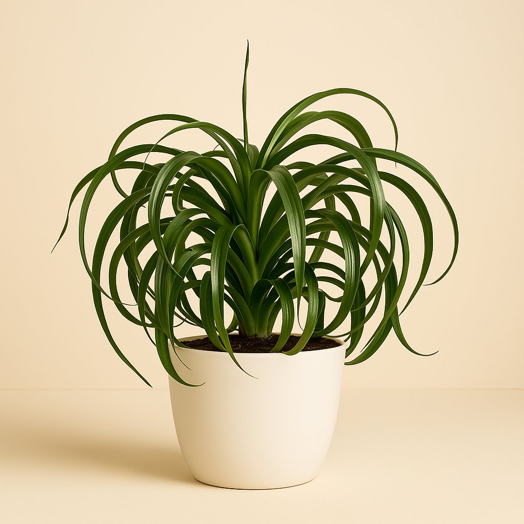 Chlorophytum Com Green Bonnie - 60cm