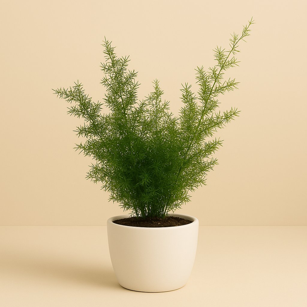 Asparagus Falcatus - 70cm