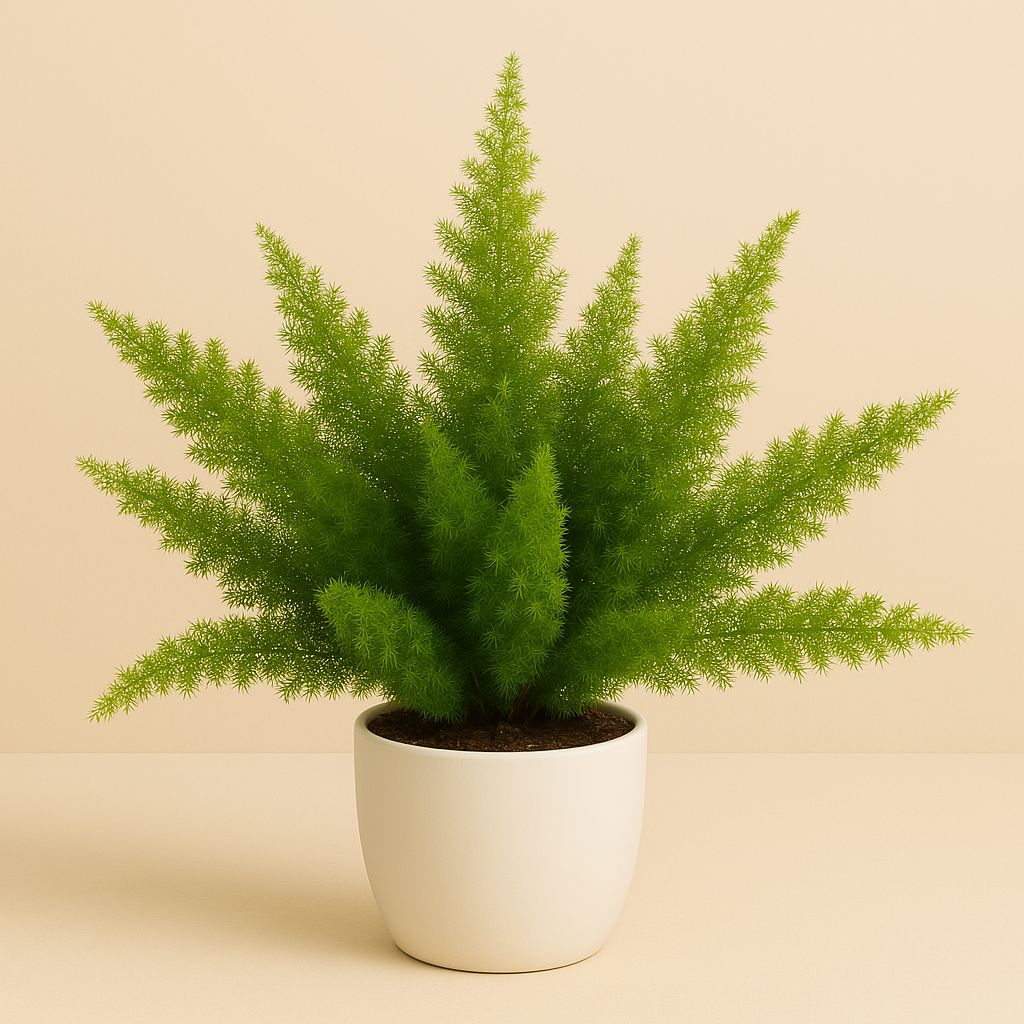 Asparagus D. Meyers - 60cm