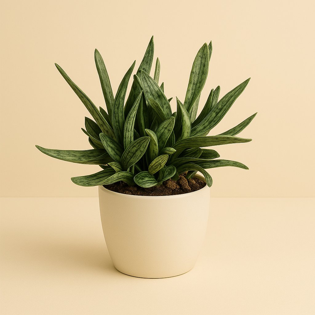 Gasteria Littele Worthy - 30cm