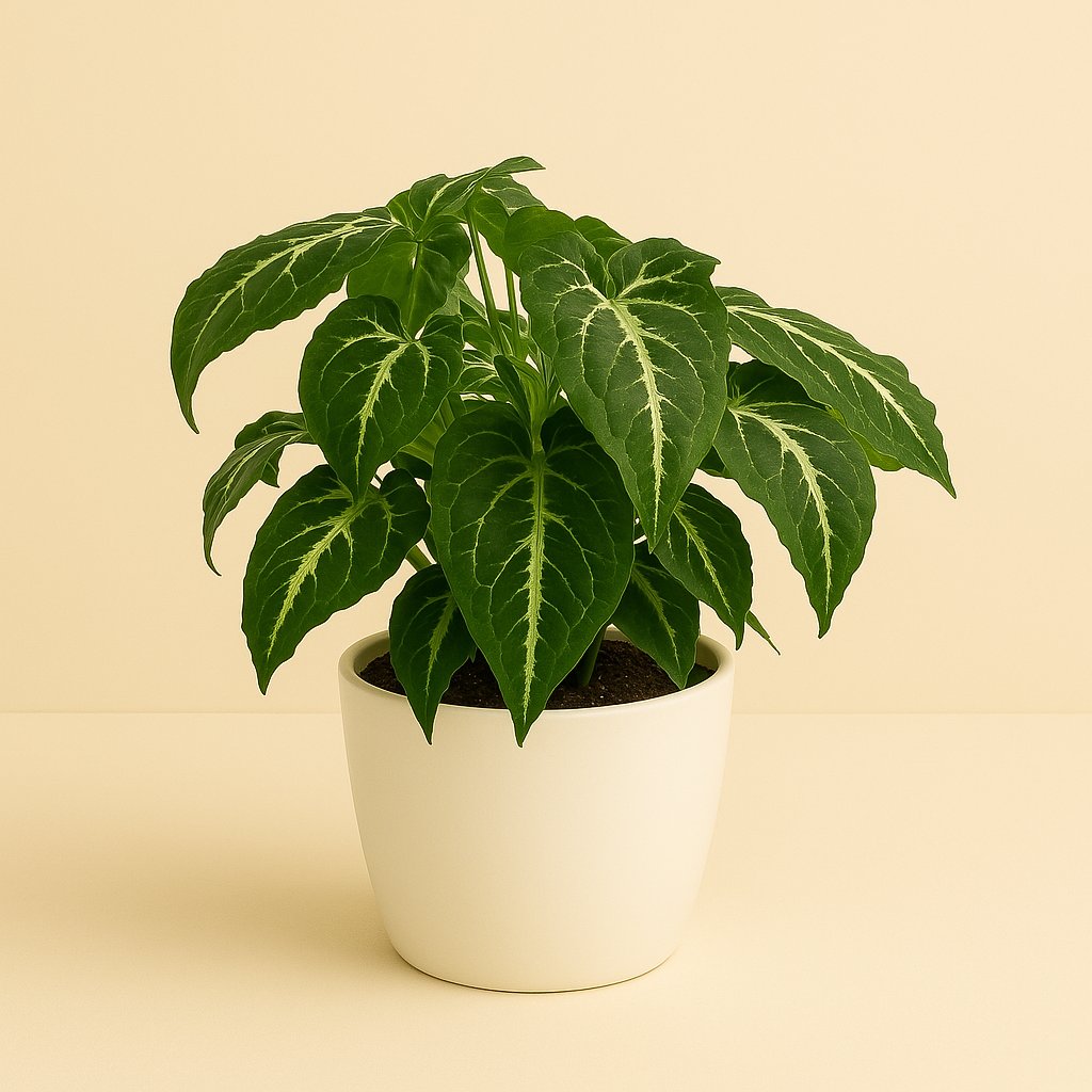 Syngonium Wendlandii - 20cm