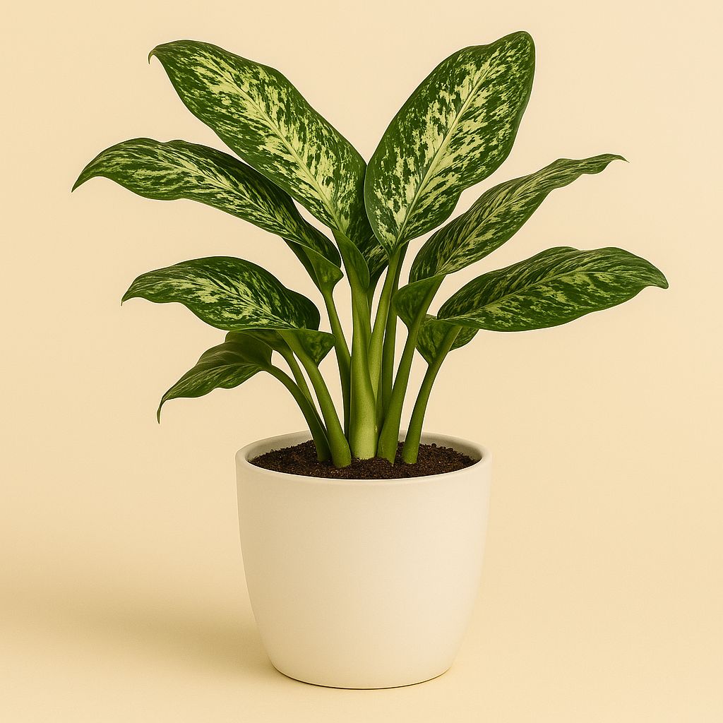 Aglaonema Greenlight