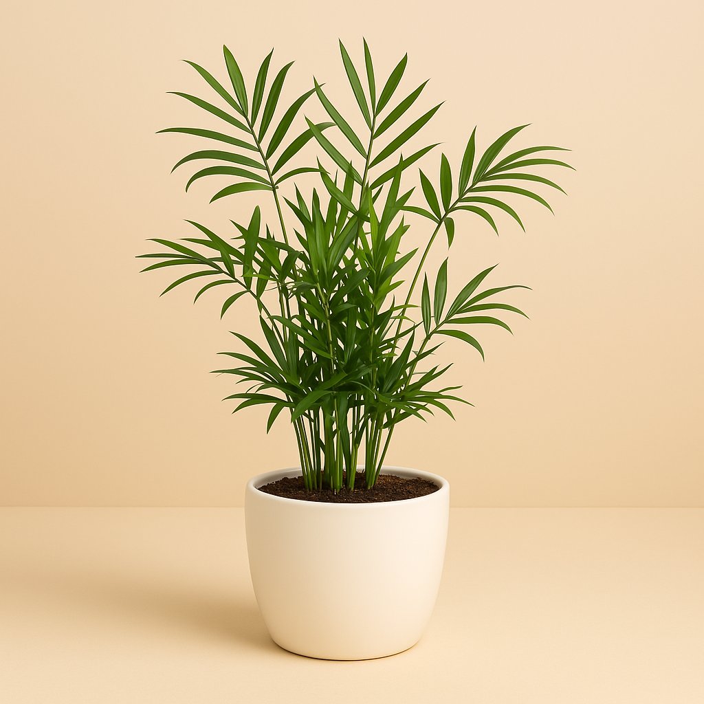 Chamaedorea - 50cm