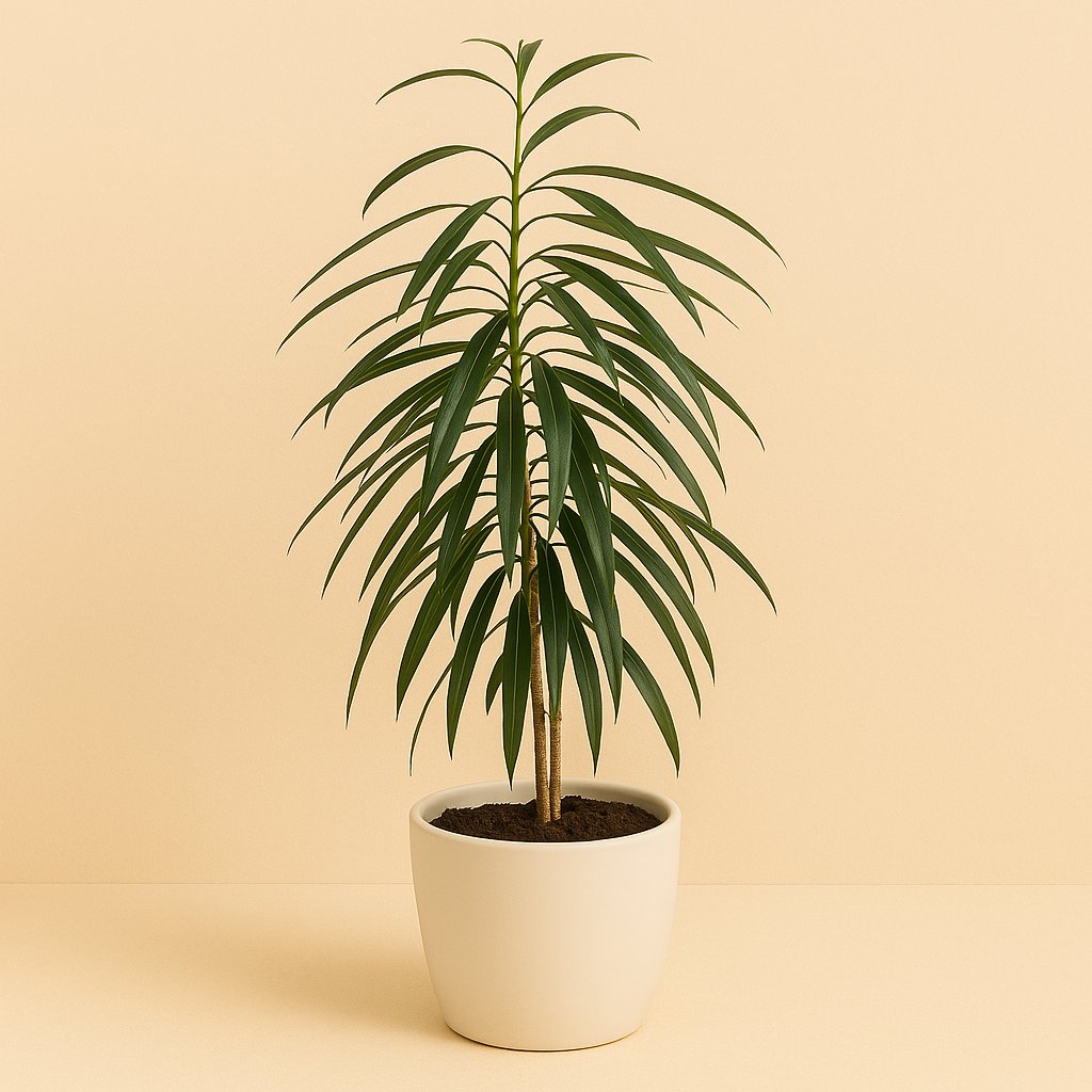 Ficus Binnendijkii Alii - 50cm