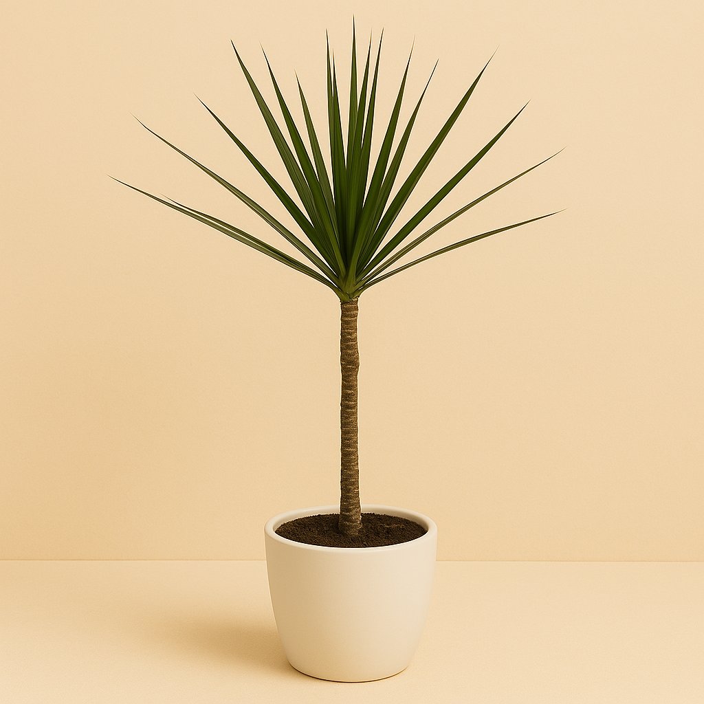 Dracaena Marginata - 60cm