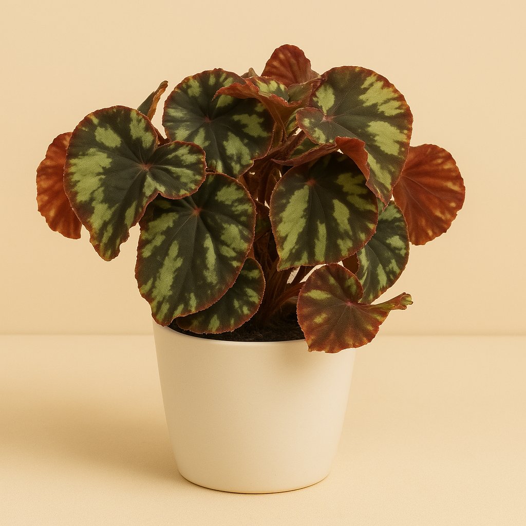 Begonia Cleopatra - 15cm
