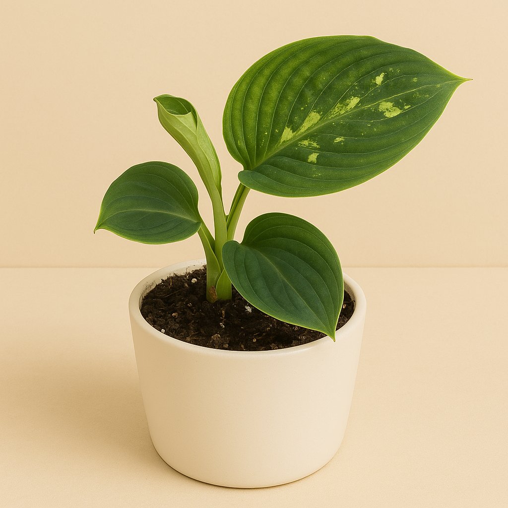 Aglaonema Pictum Bicolor - 15cm