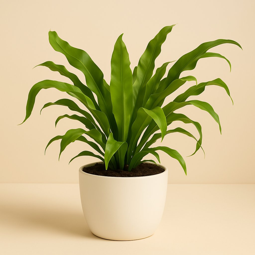Asplenium Antiquum - 40cm