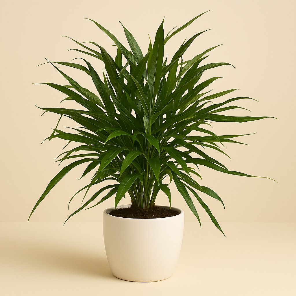 Aglaomorpha Coronans Jim - 65cm in einem modernen Studio mit modernem Topf