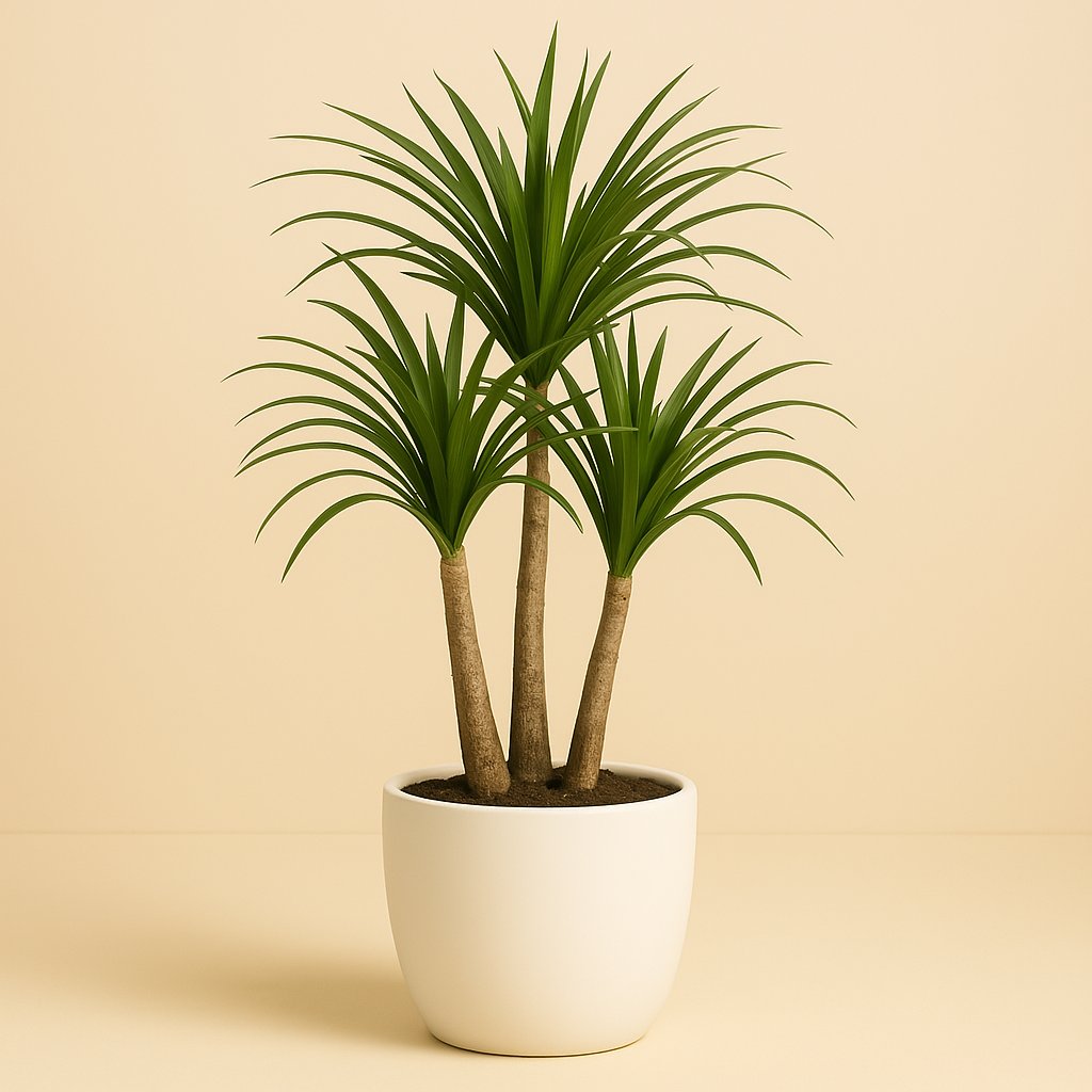 Dracaena Anita - 70cm in einem modernen Studio mit modernem Topf