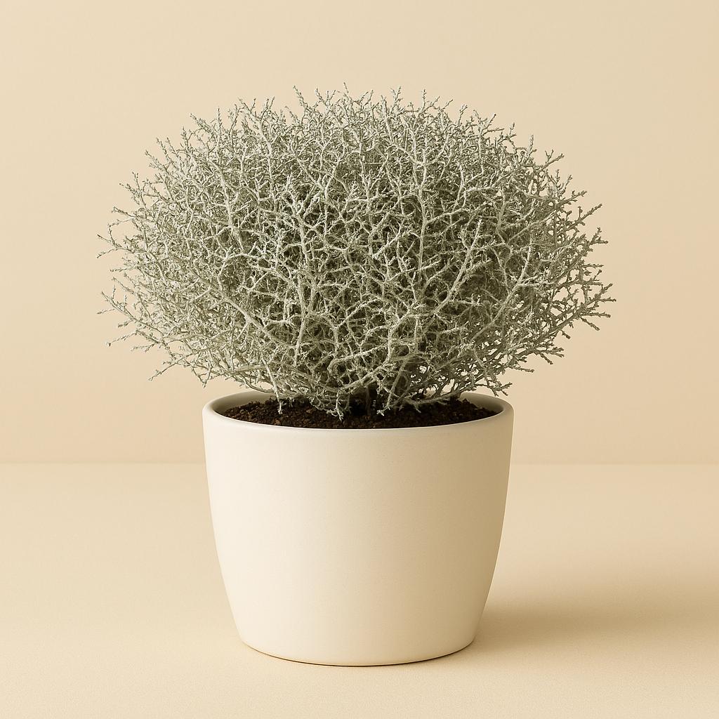 Calocephalus Leucophyta Brownii - 20cm in einem modernen Studio mit modernem Topf