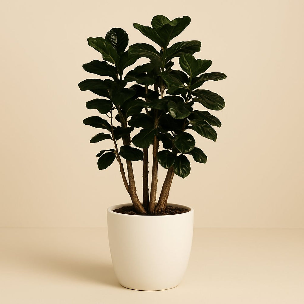 Polyscias Fabian 130cm im 27cm Topf