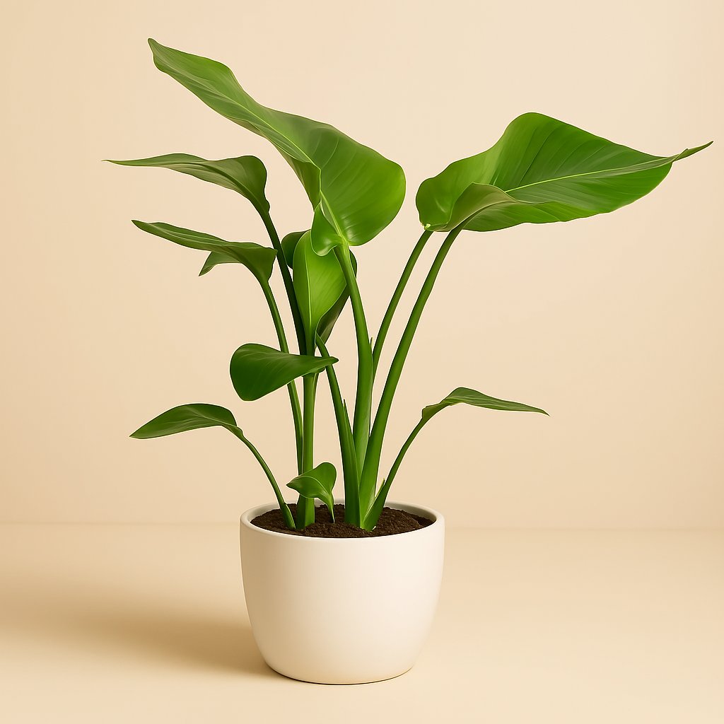 Strelitzia Nicolai - 60cm in einem modernen Studio mit modernem Topf