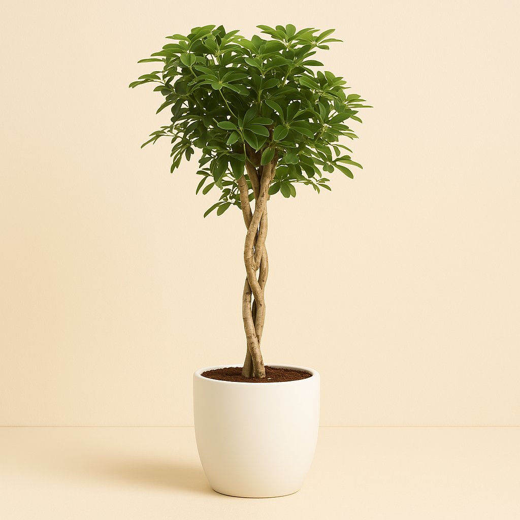 Schefflera Arb. Gold Capella - 130cm in einem modernen Studio mit modernem Topf